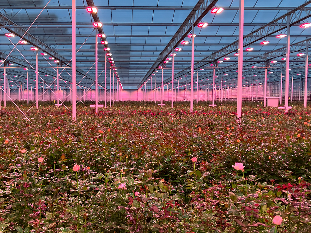 LED照明置き換え後の温室内の様子