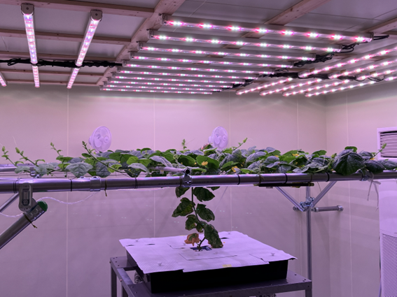 メロン栽培の様子