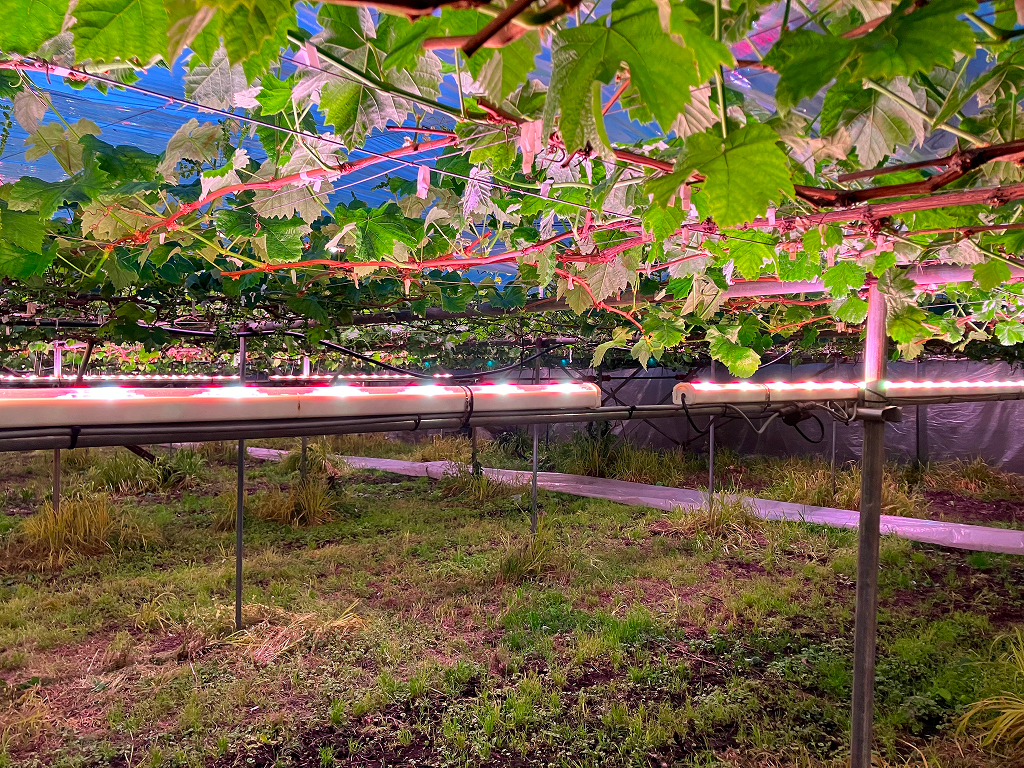 日没後の補光の様子（長野県　岡木農園様）