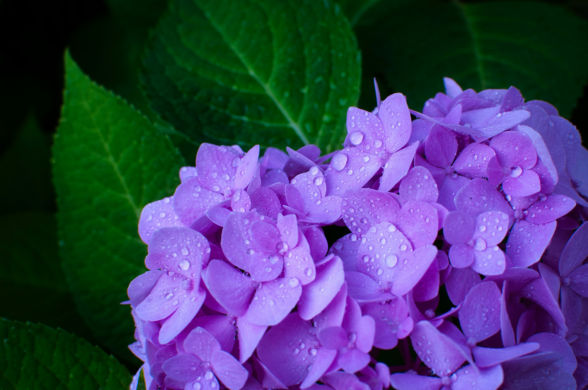 紫色のあじさいの花に雨粒がついている様子