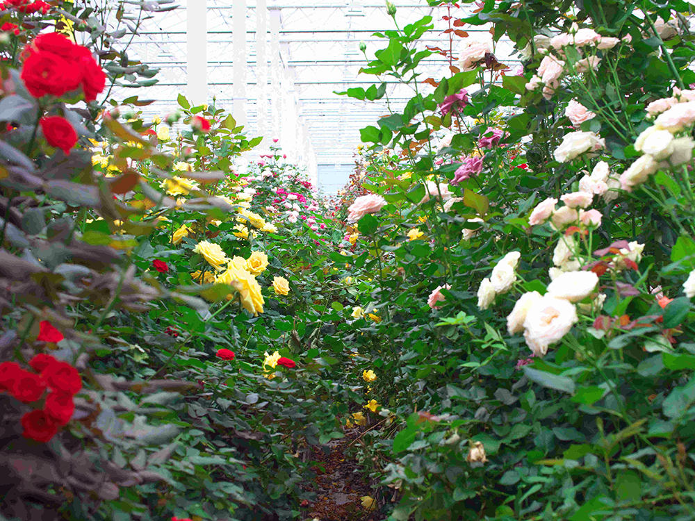 温室内の様子（クニエダ様よりご提供）