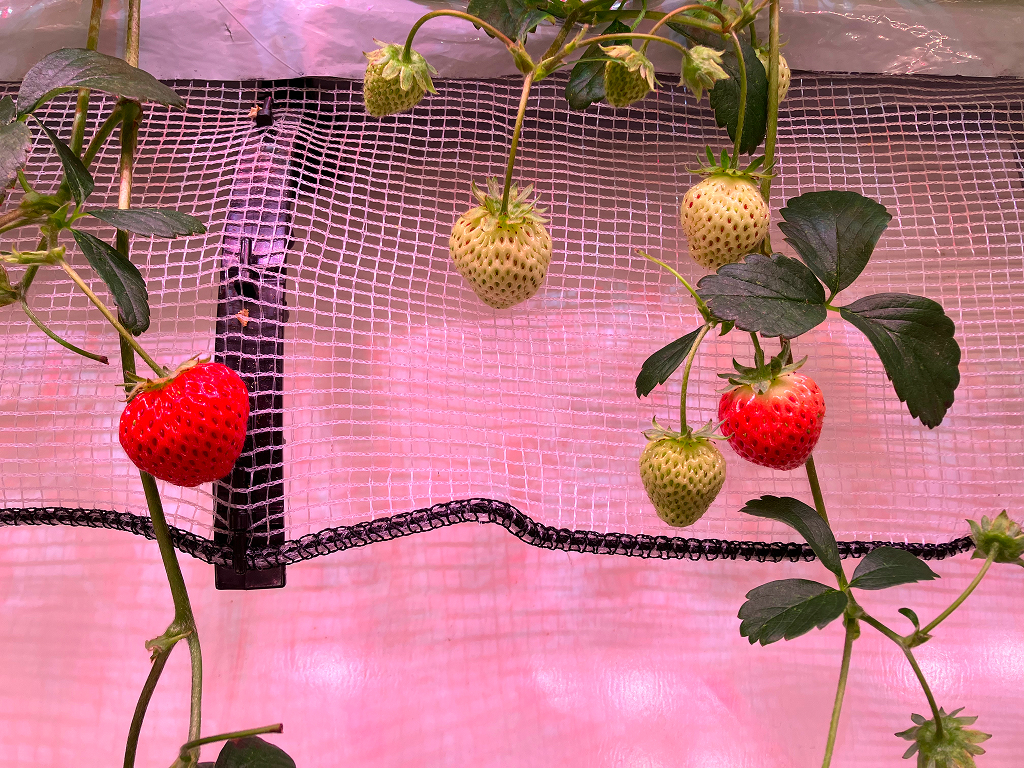 赤色光主体の栽培用光源下での色見の違い（1）