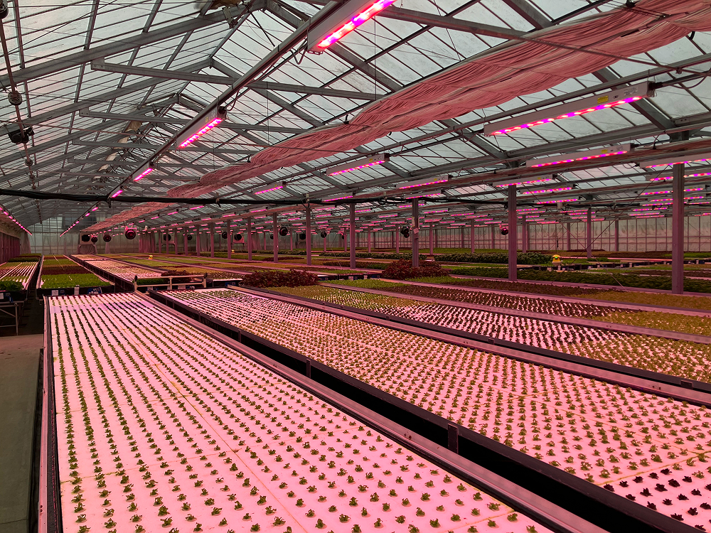 「トップライティング」を導入頂いたベビーリーフ温室の様子