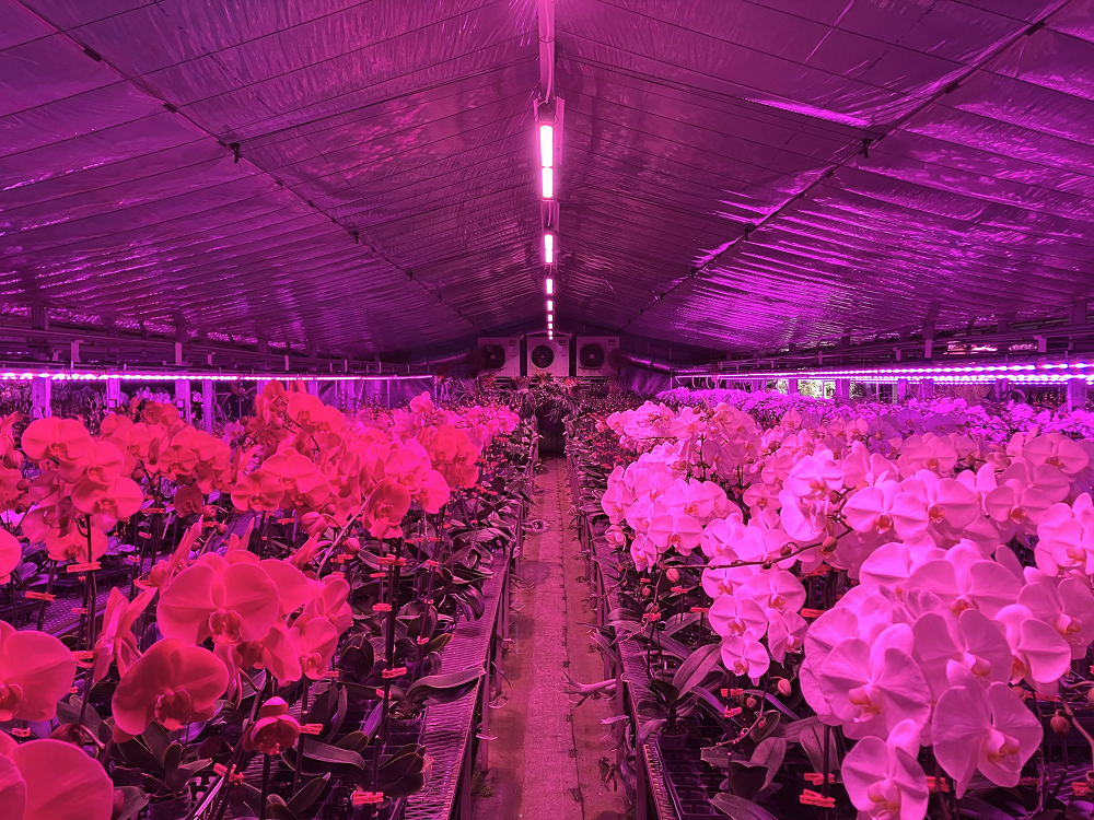 LED補光を行っている温室の様子