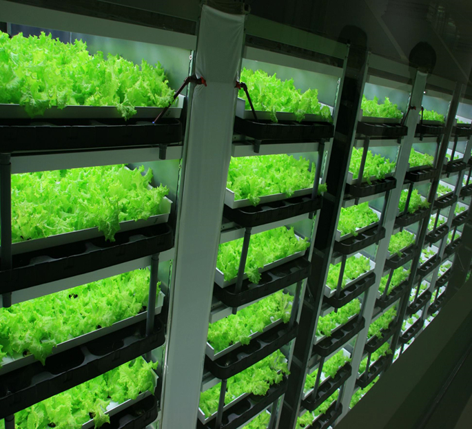 人工光植物工場で水耕栽培されるレタス