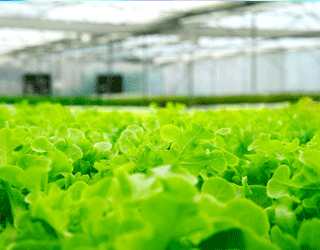 あぐり徒然日記