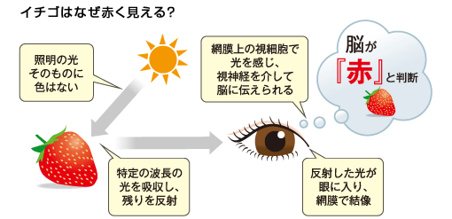 色 って何だろう その１ コラム 光と色の話 美術館 博物館への取り組み シーシーエス株式会社