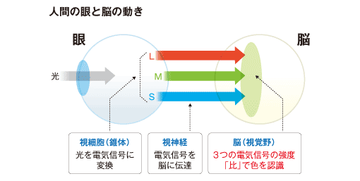 色 って何だろう その１ コラム 光と色の話 美術館 博物館への取り組み シーシーエス株式会社