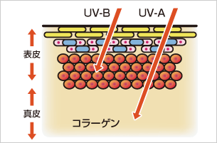 「UV-A」「UV-B」2種類の紫外線