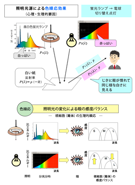 照明光 と 演色性 コラム 光と色の話 美術館 博物館への取り組み シーシーエス株式会社