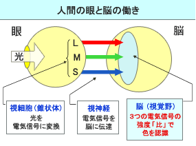 第15回 色 に対する 視覚 特性の要素 その2 Ccs シーシーエス株式会社