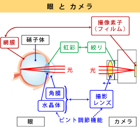 第24回 人の眼 と 器械 カメラ の眼 その1 Ccs シーシーエス株式会社 第24回 人の眼 と 器械 カメラ の眼 その1 Ccs シーシーエス株式会社