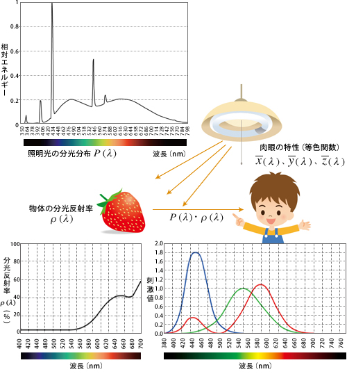 第29回 色の客観的な表現と伝達 （その3）｜CCS：シーシーエス