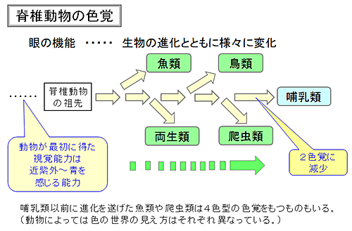 脊椎動物の色覚