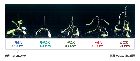 單色光對(duì)幼苗“岡山沙拉迪”幼苗生長(zhǎng)的影響