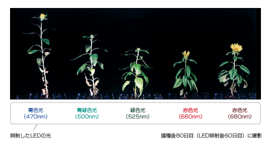 單色光對(duì)向日葵“pinochio”幼苗生長(zhǎng)的影響

